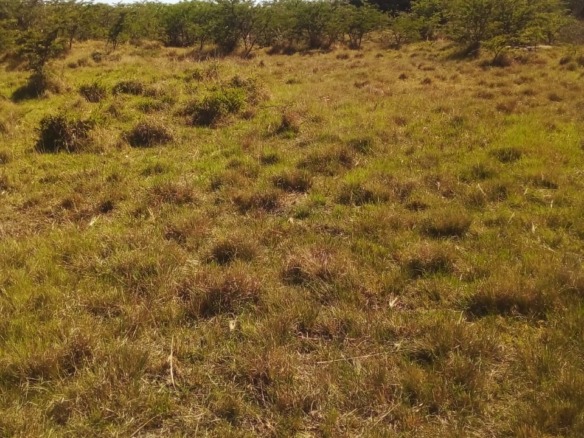 Vacant Land/ Plot in Peddie